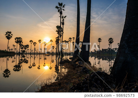 Palmyra fruits under sugar palm trees at sunrise 98692573