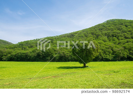 Beautiful tree with heart shape against blue sky in summer park 98692574