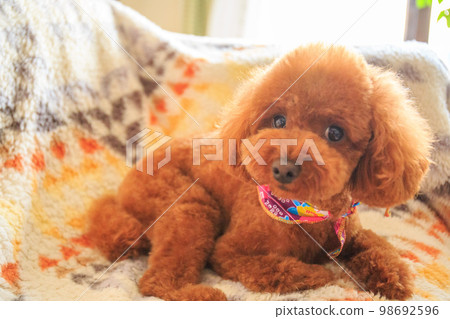 玩具獅子狗在沙發上放鬆 玩具獅子狗在沙發上放鬆 98692596