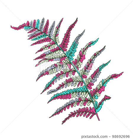 Fern abstract object. Vector illustration 98692696