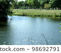 summer landscape of the river bank with green trees, background, wallpaper 98692791