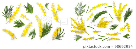 mimosa isolated on white background. Top view 98692954
