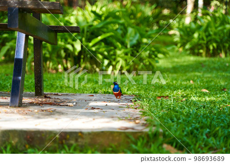 The superb starling is looking for food near the picnic table in the city park 98693689