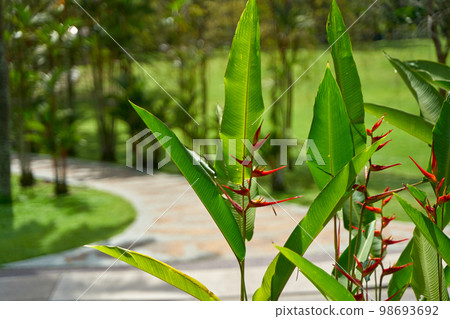 Exotic flowers of the herb hellconia psittacorum in the garden Exotic flowers of the herb hellconia psittacorum in the garden 98693692