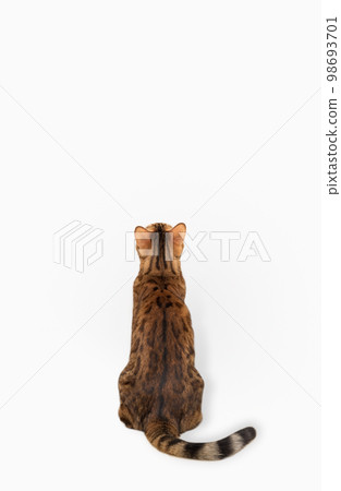 Bengal cat sits with his back to the camera on a white background 98693701