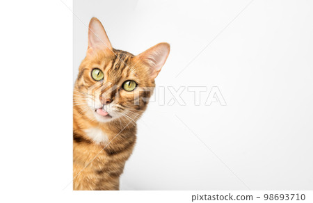 The cat shows the tongue, teases, looks out from behind the wall. 98693710