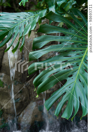 A huge leaf with holes in the rich green color of a tropical plant in the jungle 98693711