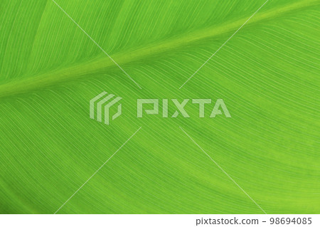 Macro of light green leaf nature background, copy space, pattern, wallpaper. Background for invitation card, calendar, postcard, gift paper. Banner, cover, mockup, for your design horizontal. Abstract Macro of light green leaf nature background, copy space, pattern, wallpaper. Background for invitation card, calendar, postcard, gift paper. Banner, cover, mockup, for your design horizontal. Abstract 98694085