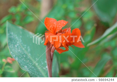 Red Calla Lily on Green Leaves Background on a flower garden. Beautiful Nature Backgrounds Stock Images 98694244