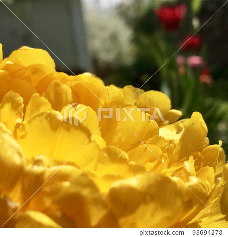 Blooming beautiful flower with green leaves, living natural nature Blooming beautiful flower with green leaves, living natural nature 98694278