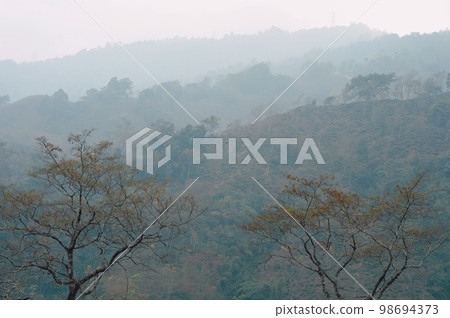 Foggy trees on a hazy mountain background in winter. Landscape view Tabakoshi Mirik West Bengal India Foggy trees on a hazy mountain background in winter. Landscape view Tabakoshi Mirik West Bengal India 98694373
