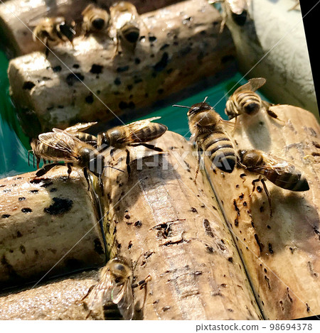 Winged domestic bees flew to watering place Winged domestic bees flew to watering place 98694378
