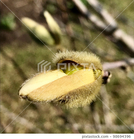 Beautiful living tree with lot of leaves on branches protrude from wooden plant Beautiful living tree with lot of leaves on branches protrude from wooden plant 98694396