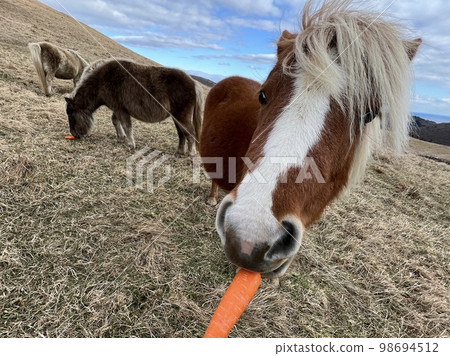 horse eating carrot horse eating carrot 98694512