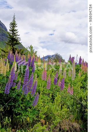 Landscape with green vegetation - Andalsnes - Norway 98694784