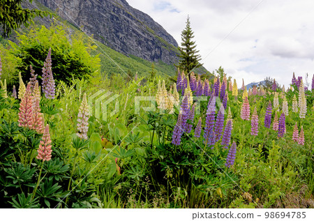 Landscape with green vegetation - Andalsnes - Norway 98694785