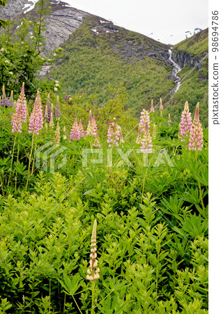 Landscape with green vegetation - Andalsnes - Norway 98694786