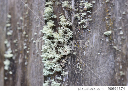 Old wood surface with large lichens colony. 98694874