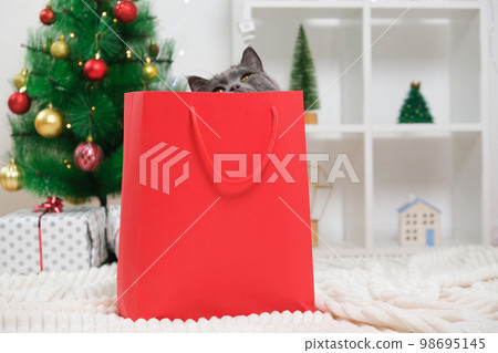 A grey chartreux cat look out of a red gift A grey chartreux cat look out of a red gift 98695145