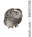 Quail facing right 98695396