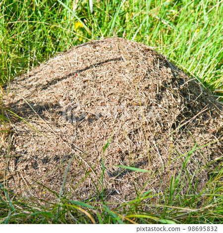 An anthill in a green meadow . An anthill in a green meadow . 98695832