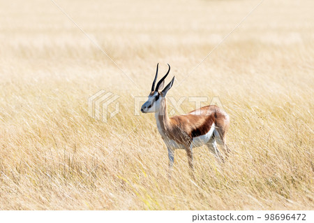 A male of black-faced impala 98696472