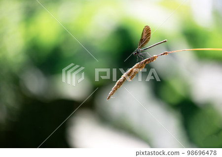 Beautiful nature scene with dragonfly Beautiful nature scene with dragonfly 98696478
