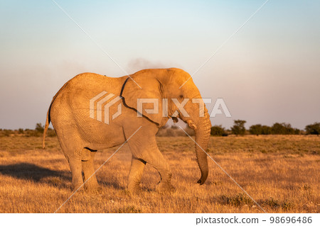 Closeup view of big African Elephant 98696486