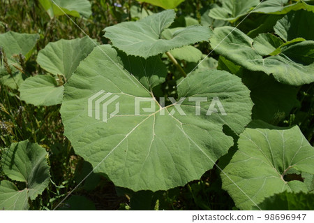 Japanese butterbur that grows naturally Japanese butterbur that grows naturally 98696947