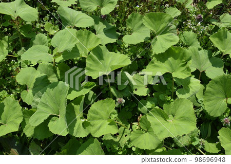 Japanese butterbur that grows naturally 98696948