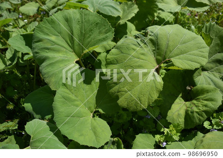 Japanese butterbur that grows naturally Japanese butterbur that grows naturally 98696950