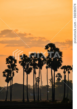 landscape of Sugar palm tree during twilight sunrise  at Pathumthani province,Thailand 98696974