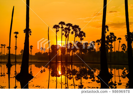 landscape of Sugar palm tree during twilight sunrise  at Pathumthani province,Thailand 98696978