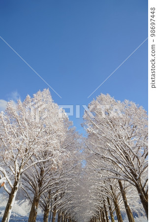 滋賀縣高島市牧野冬雪水杉 98697448