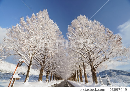Metasequoia trees in winter and snow Makino, Takashima City, Shiga Prefecture Metasequoia trees in winter and snow Makino, Takashima City, Shiga Prefecture 98697449