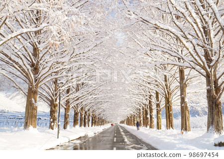 Metasequoia trees in winter and snow Makino, Takashima City, Shiga Prefecture 98697454