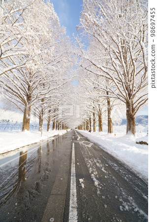 Metasequoia trees in winter and snow Makino, Takashima City, Shiga Prefecture 98697455