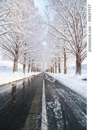 Metasequoia trees in winter and snow Makino, Takashima City, Shiga Prefecture Metasequoia trees in winter and snow Makino, Takashima City, Shiga Prefecture 98697457