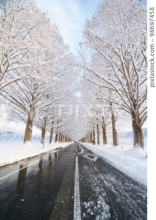 滋賀縣高島市牧野冬雪水杉 滋賀縣高島市牧野冬雪水杉 98697458