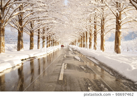 Metasequoia trees in winter and snow Makino, Takashima City, Shiga Prefecture 98697462