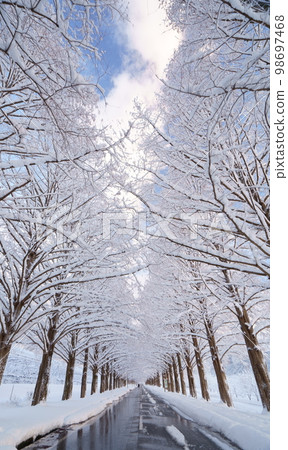 滋賀縣高島市牧野冬雪水杉 滋賀縣高島市牧野冬雪水杉 98697468