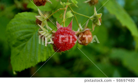 Ripe red juicy raspberries on a branch. Vitamin sweet dessert 98697480