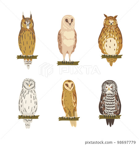 Different Species of Owl as Nocturnal Bird of Prey with Hawk-like Beak and Forward-facing Eyes Perching on Tree Branch Vector Set 98697779