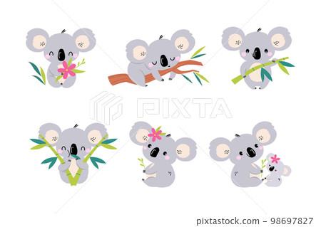 Koala Bear as Australian Animal on Eucalyptus Branch and with Baby Vector Set Koala Bear as Australian Animal on Eucalyptus Branch and with Baby Vector Set 98697827