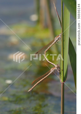 Otsunentombo(串聯) Otsunentombo(串聯) 98698144