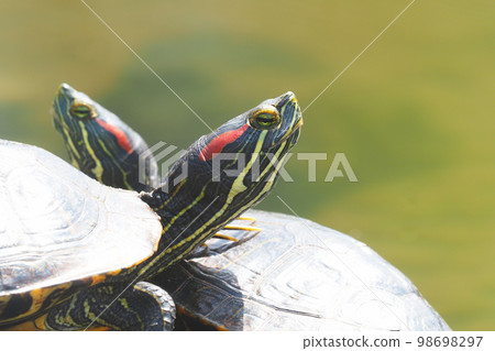 Mississippi Pond slider 98698297