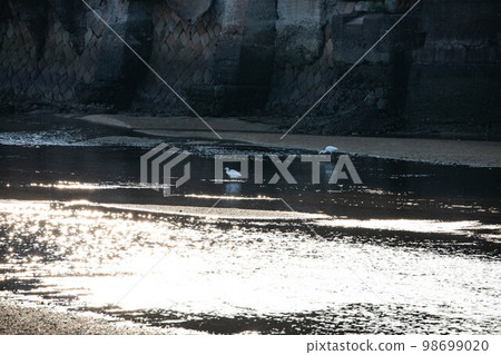 EOSR6.A heron in a moat in Nagasaki city. 98699020