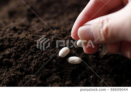 種子和幼苗 農業 98699044