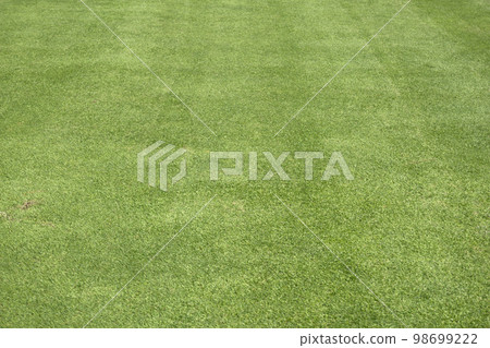 green lawn park texture background green lawn park texture background 98699222
