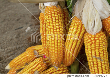 dried corn for popcorn of animal feed. dried corn for popcorn of animal feed. 98699273